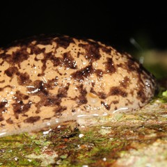 Philomycus flexuolaris