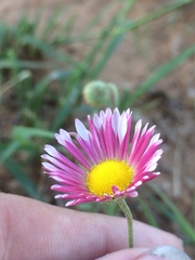 Aphanostephus skirrhobasis