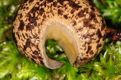 Philomycus flexuolaris