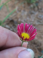 Aphanostephus skirrhobasis