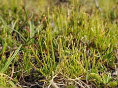 Oreobolopsis clementis