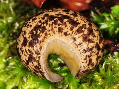 Philomycus flexuolaris