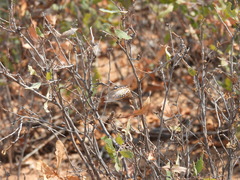 Megatibicen harenosus