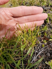 Oreobolopsis clementis