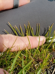 Oreobolopsis clementis