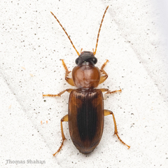 Stenolophus dissimilis