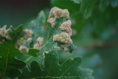 Aceria trichophila