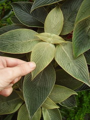 Strobilanthes gossypina