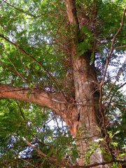 Gleditsia amorphoides