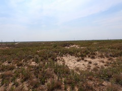 Megatibicen harenosus