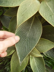 Strobilanthes gossypina