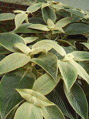 Strobilanthes gossypina