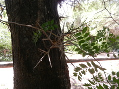 Gleditsia amorphoides
