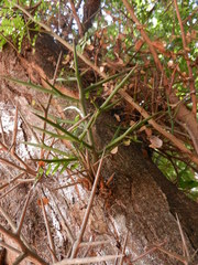 Gleditsia amorphoides