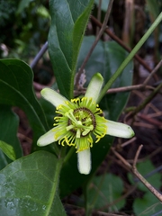 Passiflora sexocellata