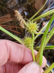 Sparganium angustifolium