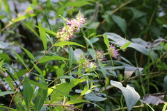 Decodon