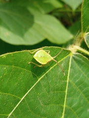 Homoeocerus dilatatus