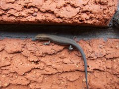 Lampropholis guichenoti