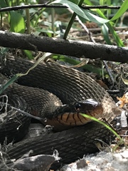 Nerodia erythrogaster