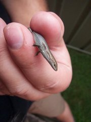 Lampropholis guichenoti