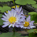 Blue Waterlily - Photo (c) Gertrud K., some rights reserved (CC BY-NC-SA)