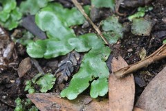Marchantia foliacea