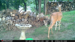 Odocoileus virginianus
