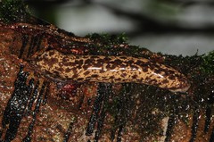 Philomycus flexuolaris