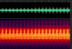 Megatibicen harenosus