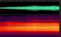 Megatibicen harenosus