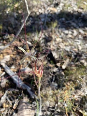 Caladenia straminichila