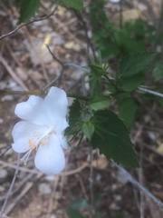 Hibiscus phoeniceus