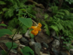 Impatiens capensis