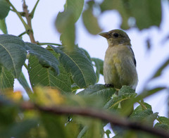 Piranga olivacea