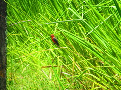 Pyrocephalus rubinus mexicanus