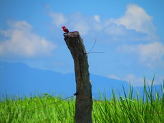 Pyrocephalus rubinus mexicanus