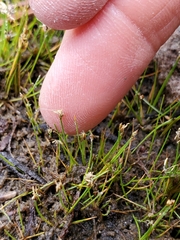 Eleocharis quinqueflora