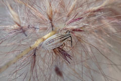 Mecidea
