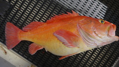 Sebastes ruberrimus