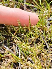 Eleocharis quinqueflora