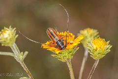 Neocrossidius trivittatus