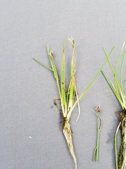 Eleocharis quinqueflora