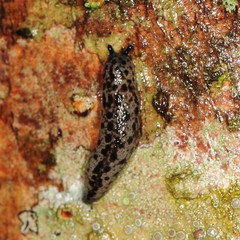 Philomycus flexuolaris