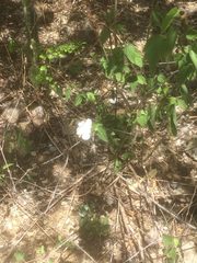 Hibiscus phoeniceus