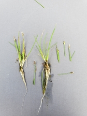 Eleocharis quinqueflora