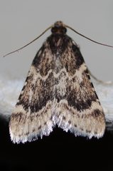 Aglossa cacamica