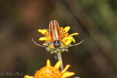 Neocrossidius trivittatus