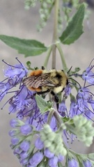 Bombus
