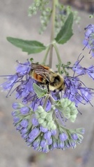Bombus
